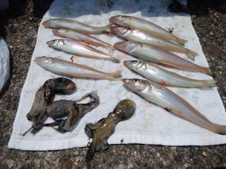 高砂港のキス情報