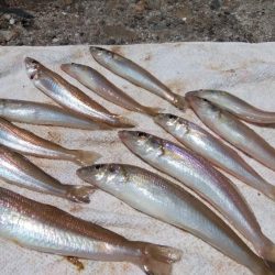 播磨新島のキス情報