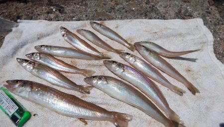 播磨新島のキス情報