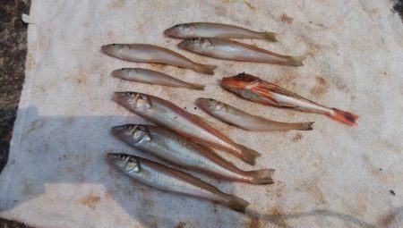 日ムラ激しい播磨新島のキス