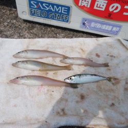 高砂港のキス情報