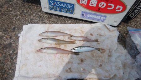 高砂港のキス情報