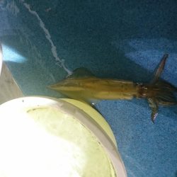 今年初のイカメタルへ❗