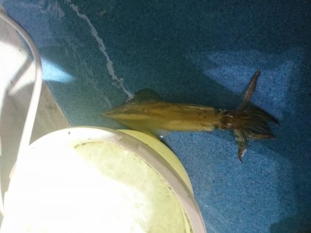 今年初のイカメタルへ❗