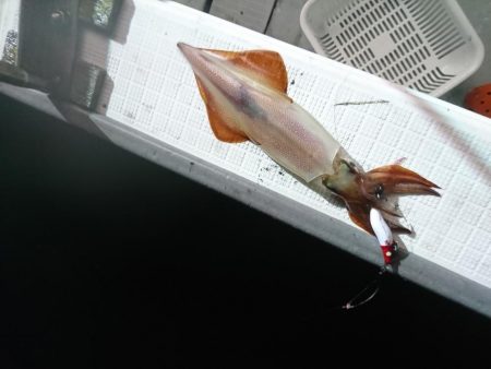 雨の中イカメタル