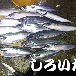 回遊が始まると13匹連続で釣れました。