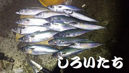 回遊が始まると１３匹連続で釣れました。