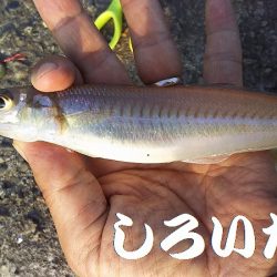 夕方のキス釣り。