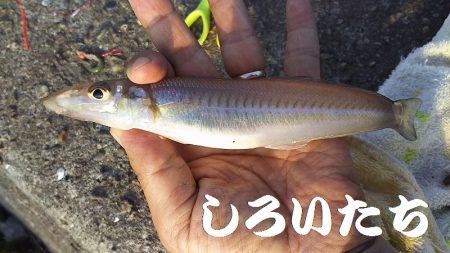 夕方のキス釣り。