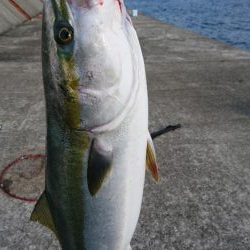 小サバノマセでメジロ70㎝、その他ツバス小サバなど