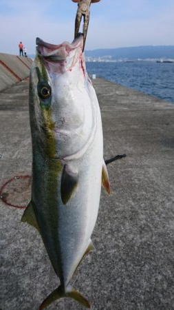 小サバノマセでメジロ70㎝、その他ツバス小…