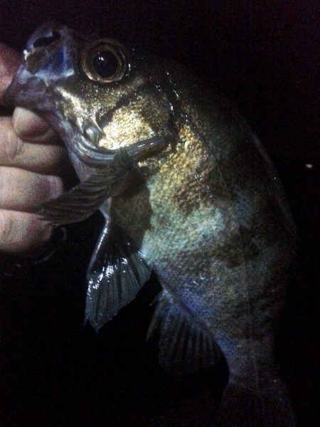 集中力を欠くと釣果に影響しますねぇ