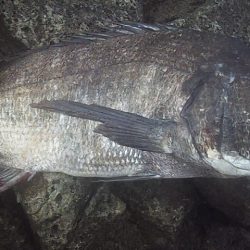 底カゴ釣りで多魚種ゲット