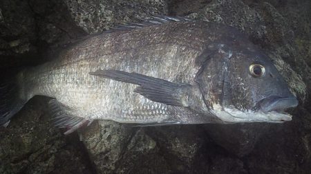 底カゴ釣りで多魚種ゲット