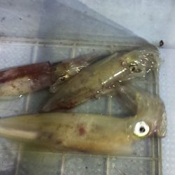 初の大検ゲット