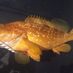 50UP届かず・・・?