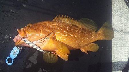 50UP届かず・・・?