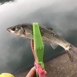 オクトパッシング デイアジング