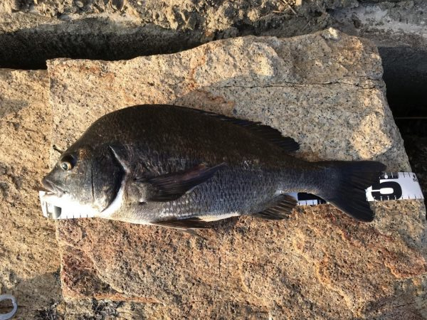 イチノ兄弟、釣果！