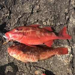 友達と地磯釣行で大苦戦も高級魚が…!?