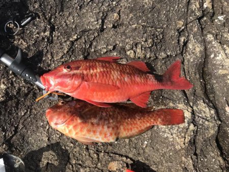 友達と地磯釣行で大苦戦も高級魚が…!?