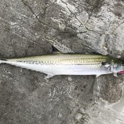 サワラでいいですよね