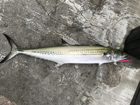 サワラでいいですよね