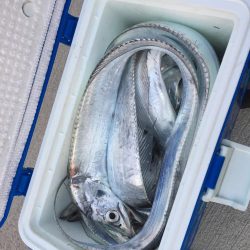 安定のタッチ〜