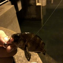 久しぶりのメバル、カサゴ