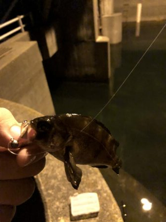 久しぶりのメバル、カサゴ