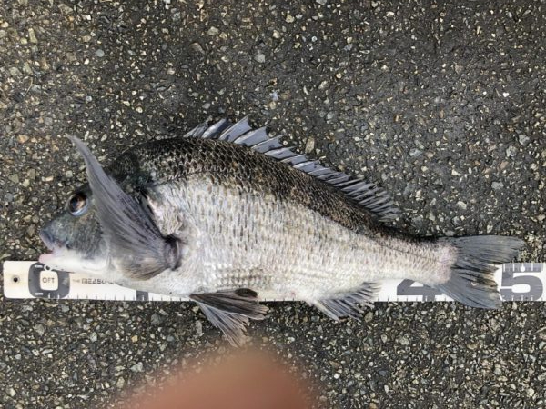 イチノ兄弟、釣果！