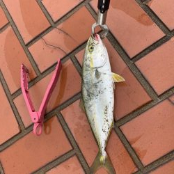 サビキでアジ、サバ、ハマチ？？