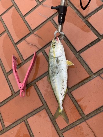 サビキでアジ、サバ、ハマチ？？