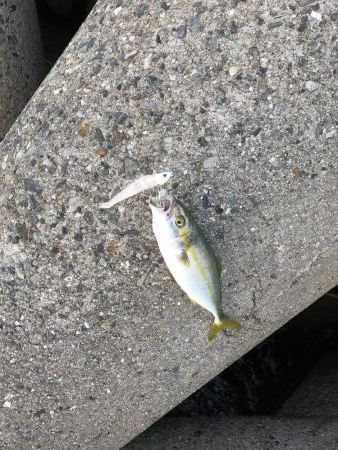 ワインドでも…