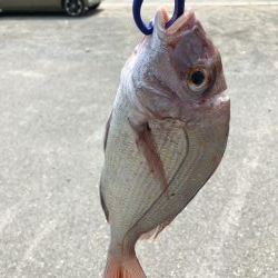 泉州丸さんで五目