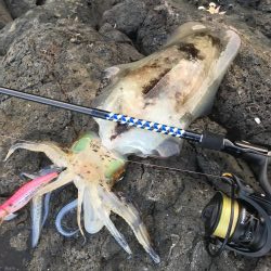 ヒラマサくんとアオリちゃん