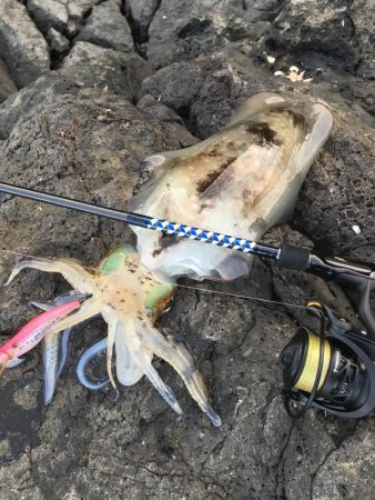 ヒラマサくんとアオリちゃん