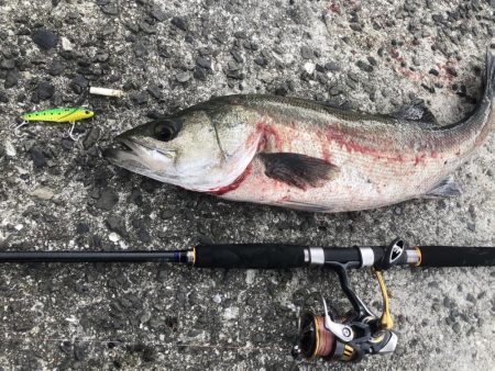 ショアジギからシーバスゲームへ