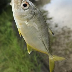 今シーズン初メッキ!