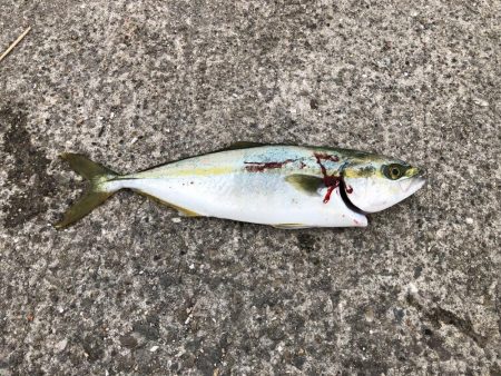 ツバス？ハマチ？