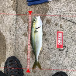 神戸ツバス、モジャコ狙いランガン