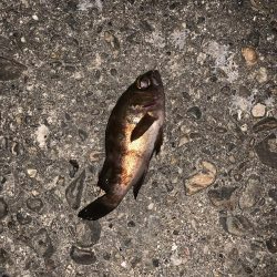 アジングのはずが…