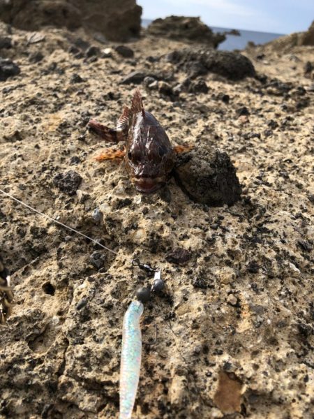 キジハタ狙いで