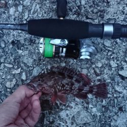 谷八木海岸・マヅメのガシリング