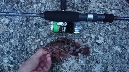 谷八木海岸・マヅメのガシリング