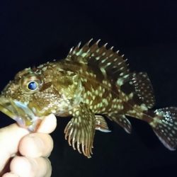 江井ヶ島漁港・根魚狙い