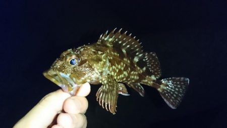 江井ヶ島漁港・根魚狙い