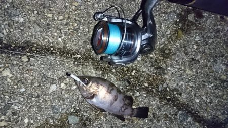 ショアジギで大物が…!?