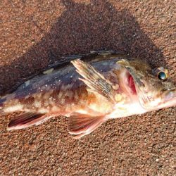 大きくなった〜