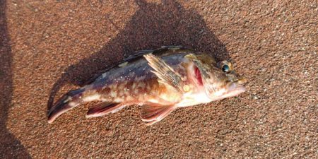 大きくなった〜